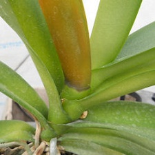 banner-1col