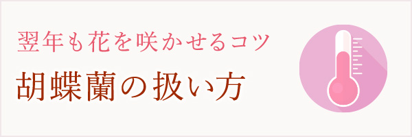 胡蝶蘭の扱い方